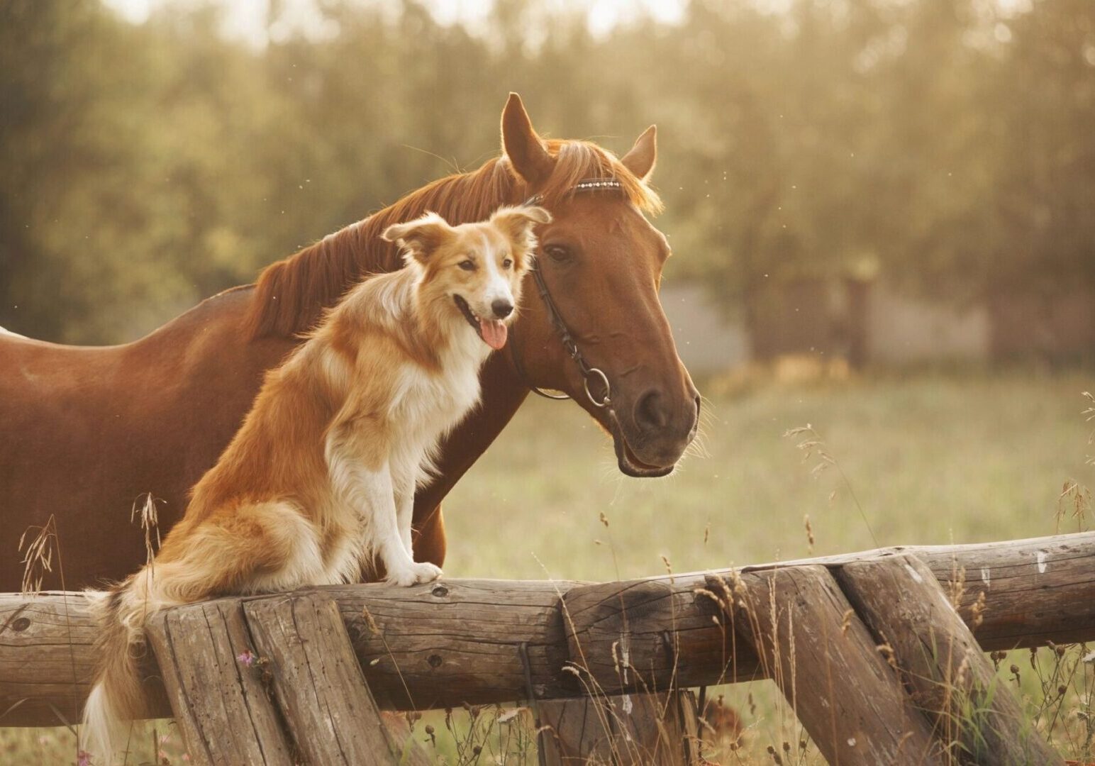 A horse and a dog